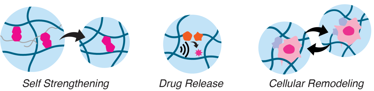 Cartoon figures depicting material matrices undergoing either self strengthening; drug release; or cellular remodeling.